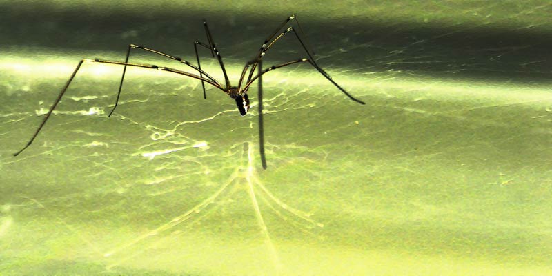 glass spider
