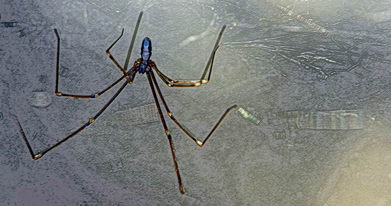 spider clown